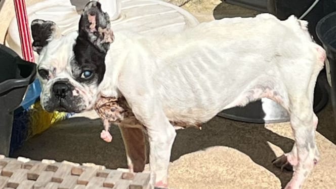 La chienne très maigre
