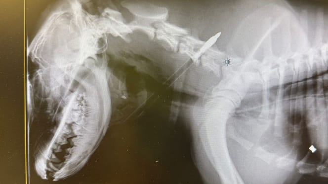 La radiographie de la flèche logée dans le corps du chien