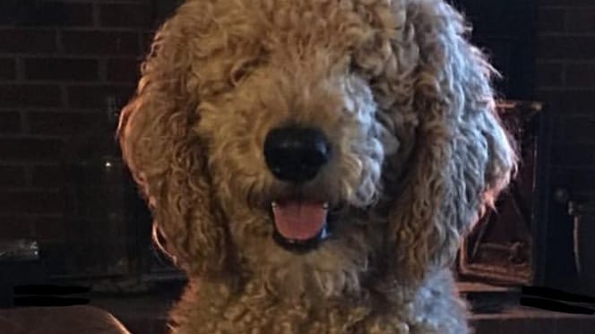 labradoodle errore toelettatura