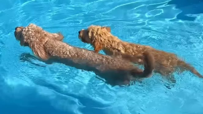 Labradoodle pup Luna wordt geholpen met zwemmen door oudere zus