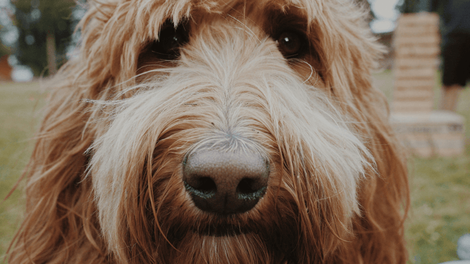 Labradoodle staring at camera