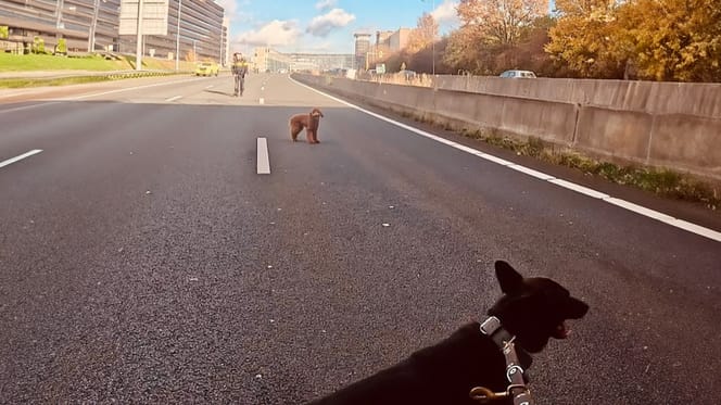 Labradoodle wordt van A10 gered door politiehonden Barras en Buddy