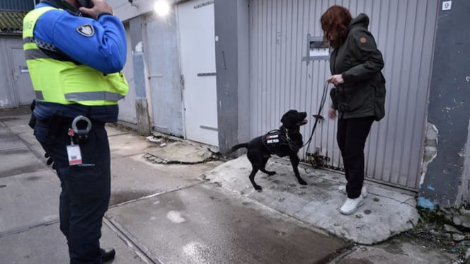 Labrador Ben vindt ieder spoor van vuurwerk