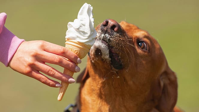 Labrador eet ijs