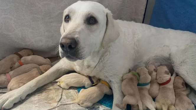 labrador i szczenięta