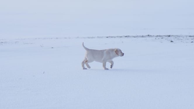 Un Labrador dans la neige