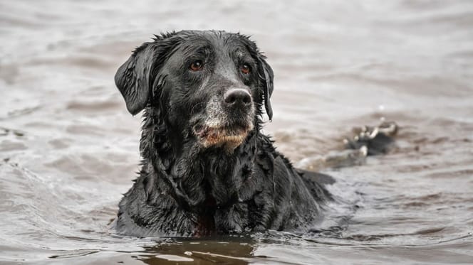Schwarzer Labrador