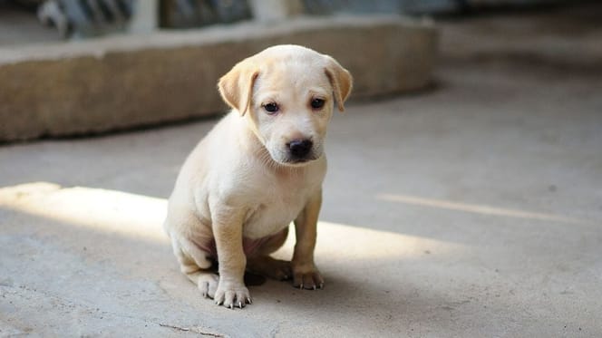 Chiot Labrador