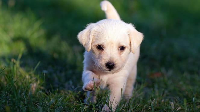 Labrador puppy running on grass