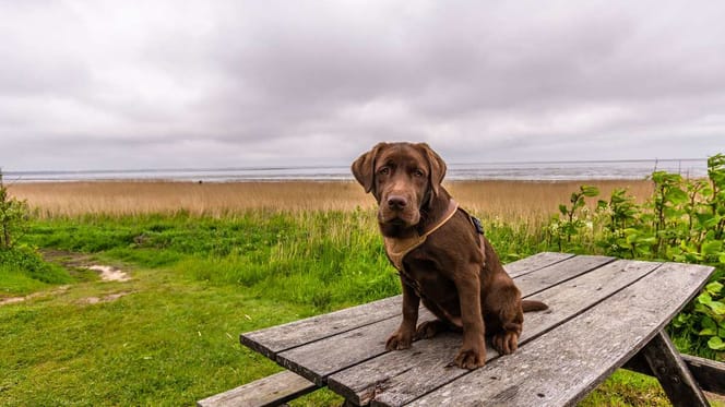 Labrador sitzt auf Tisch am Meer auf Sylt