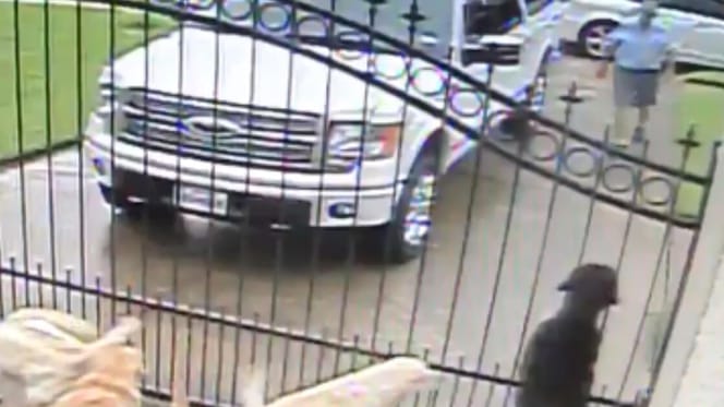 Labrador che aspettano al cancello