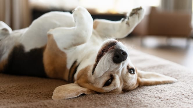 Lächelnder Beagle liegt auf dem Rücken