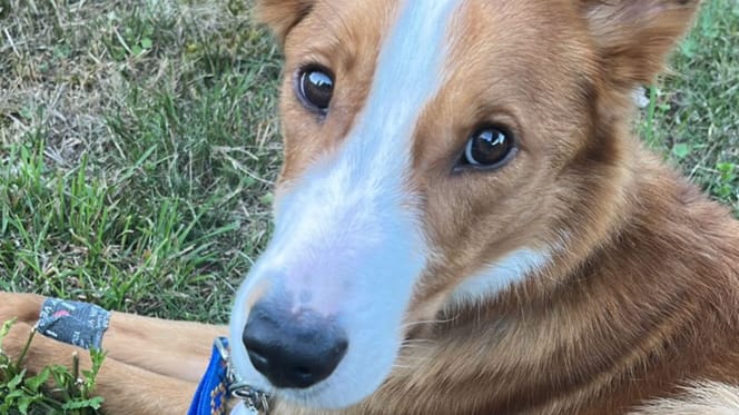 Laïko chien abandonné