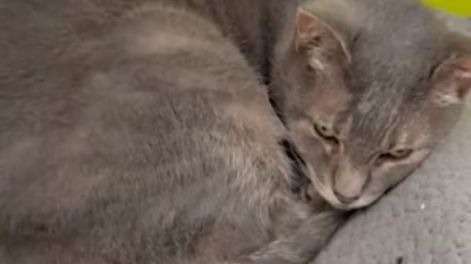 Lala la chatte