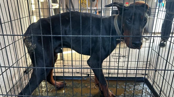 Landelijke inspectie dienst treft zwaar verwaarloosde Dobermann aan in Hendrik-Ido-Ambacht