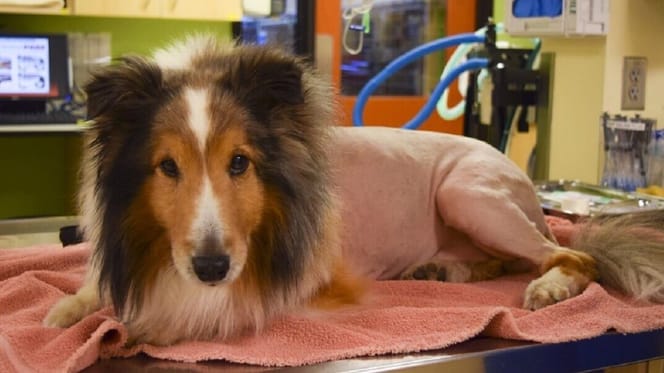 Un chien aux poils longs