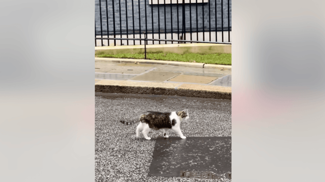 Larry the cat welcoming new Prime Minister Andy Burnham