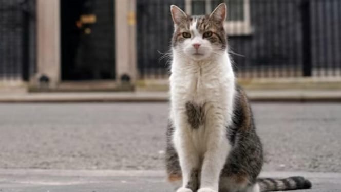 Larry the Downing Street cat