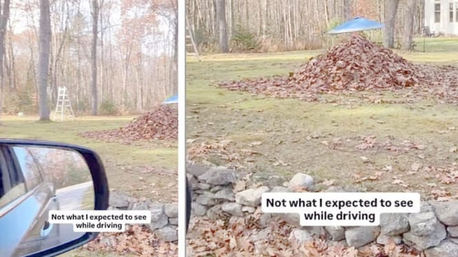 Laubhaufen mit Augen