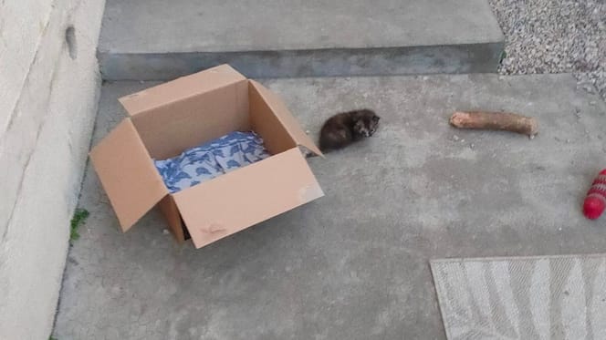 Der Karton mit einem Kätzchen daneben