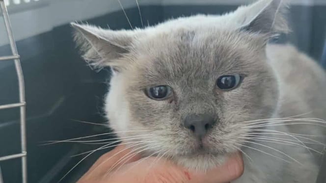 Le chat de 16 ans