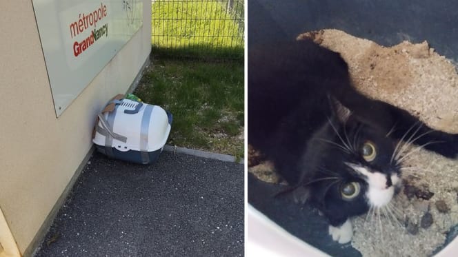 Le chat enfermé dans sa litière