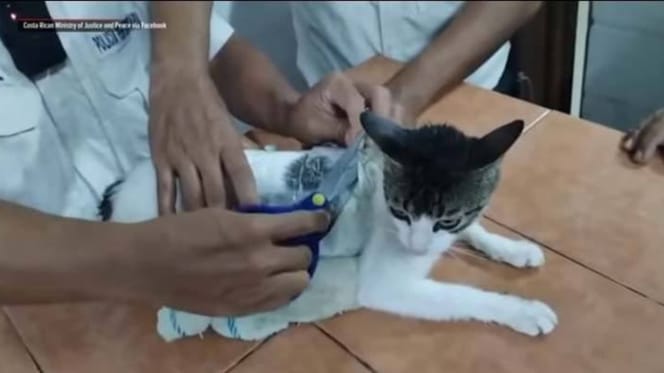 Le chat qui a été capturé