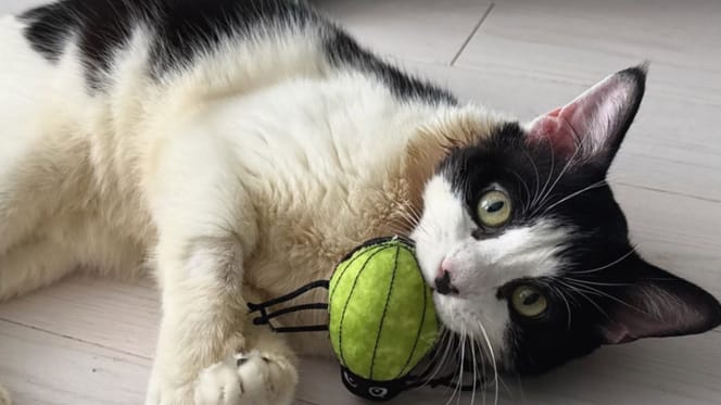 Sir Purr the cat