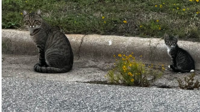 Le chaton abandonné et un chat errant