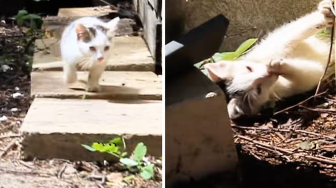 Le chaton dans le jardin
