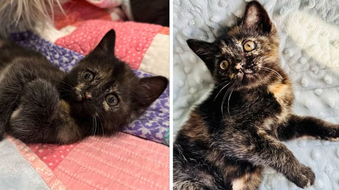 Le chaton écaille de tortue
