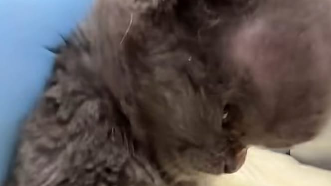 Le chaton, surnommé "Megamind" à cause de sa tête gonflée, a rapidement séduit le personnel du refuge