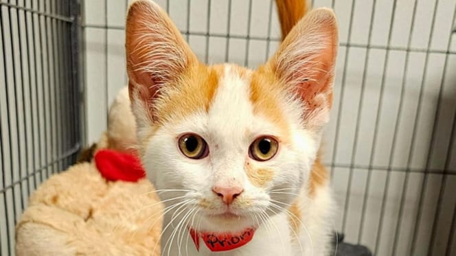 Het kitten dat in de brievenbus werd gevonden