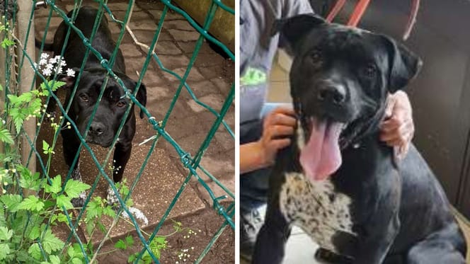 The dog abandoned at the shelter
