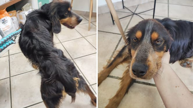 Le chien amaigri