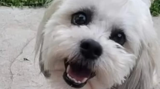 Il cane cieco ucciso da un agente di polizia