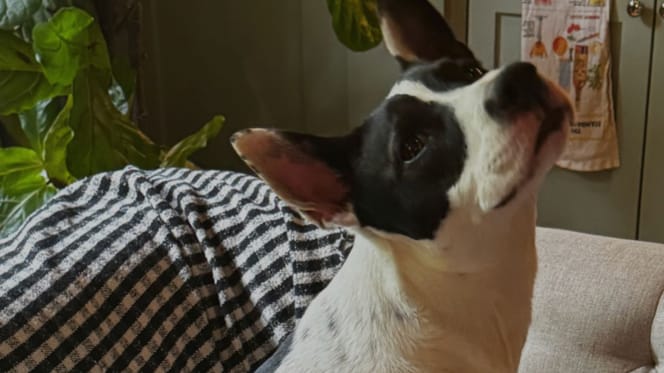 Der Hund von Ireland Baldwin