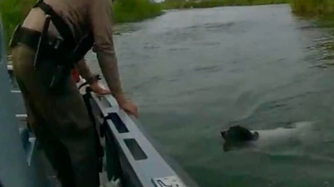 Le chien dans la rivière