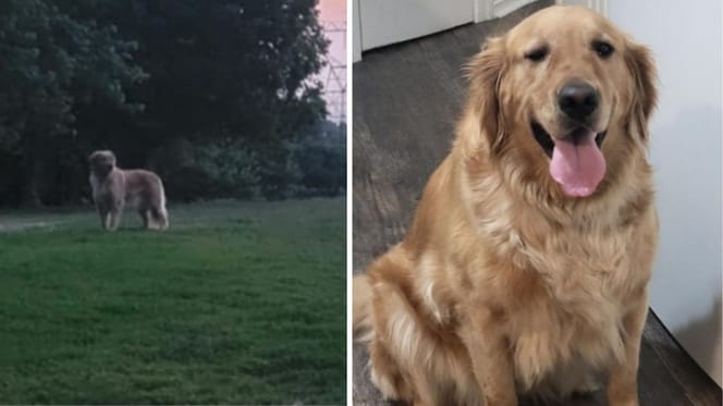 Der im Park entdeckte Hund