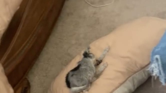 Le chien fait la sieste