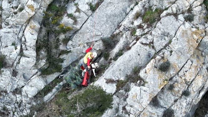 Le chien hissé par un pompier