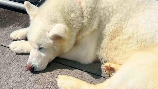 Le chien Husky