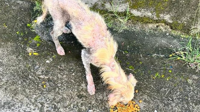Le chien lorsqu'il a été trouvé dans la rue