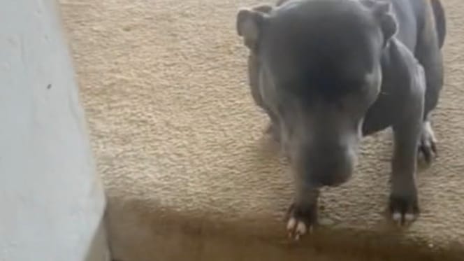 Der Hund Monty