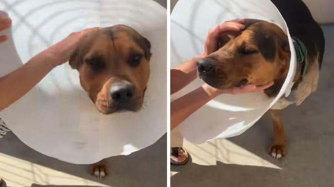 Le chien qui est tombé du 3ème étage