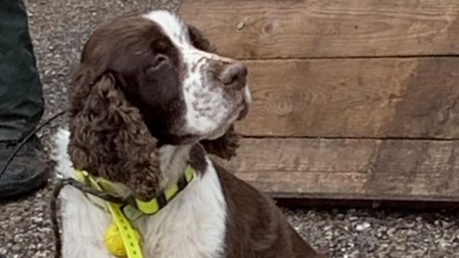 Il cane che si trovava nel fiume