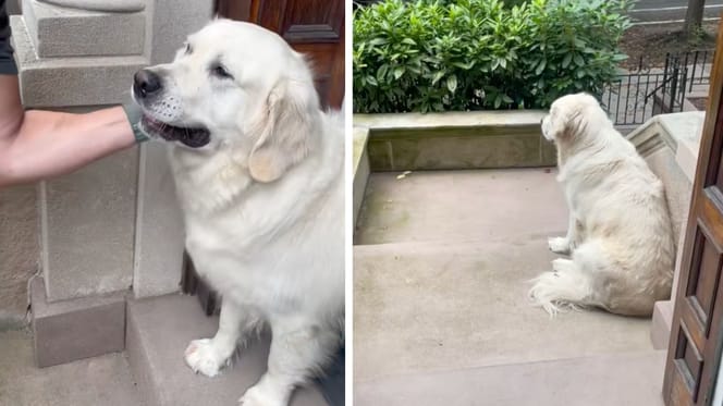 Ein Hund schaut seinen Menschen bei der Abfahrt zu