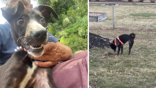 The dog he met in Nepal