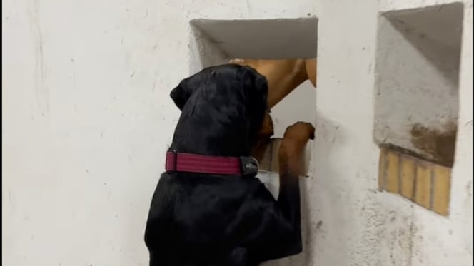 Le chien Rottweiler regarde un cheval
