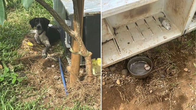 Le chien vivait dans un frigo